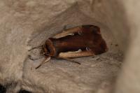 Ochropleura plecta
