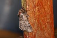 Thaumetopoea pityocampa
