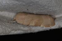 Noctua fimbriata/tirrenica