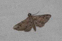Gymnoscelis rufifasciata