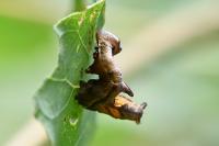 Notodonta ziczac