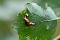 Notodonta ziczac