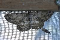 Hypomecis punctinalis