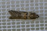 Acrobasis consociella