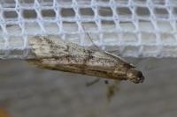 Ephestia woodiella/parasitella/elutella