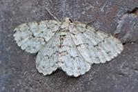 Ectropis crepuscularia