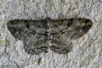 Peribatodes rhomboidaria rhomboidaria
