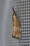 Chrysocrambus linetella