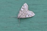 Udea olivalis