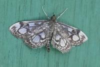Anania coronata