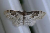 Idaea rusticata