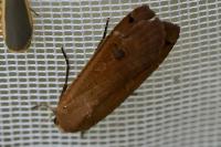 Noctua pronuba