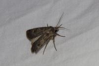 Agrotis trux