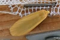 Wittia sororcula