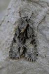 Acronicta strigosa