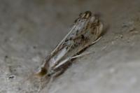 Catoptria verellus