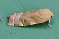 Noctua fimbriata