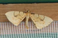 Gandaritis pyraliata
