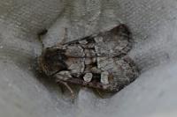 Brachylomia viminalis