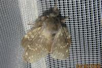 Stauropus fagi