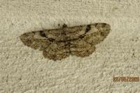 Peribatodes rhomboidaria rhomboidaria