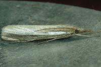 Agriphila tristella