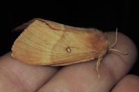 Lasiocampa quercus quercus