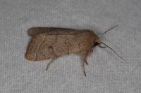 Orthosia cerasi