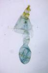 Ephestia woodiella
