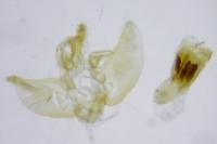 Eupithecia assimilata