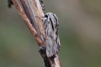 Asteroscopus sphinx