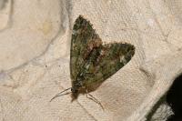 Chloroclysta siterata