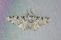 Biston betularia