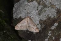 Phigaliohybernia marginaria