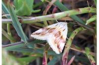 Eublemma ostrina