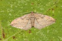 Nycterosea obstipata