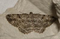 Peribatodes rhomboidaria rhomboidaria