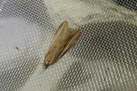 Chesias legatella