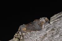 Poecilocampa populi populi