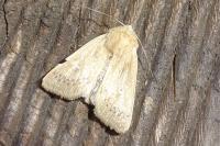 Mythimna sicula