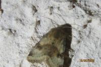 Heliothis viriplaca