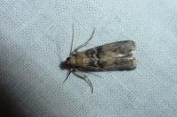 Euzophera pinguis
