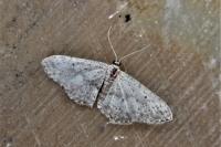 Idaea seriata