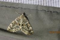 Thera britannica/variata
