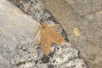 Dysauxes famula