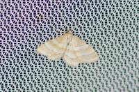 Idaea circuitaria