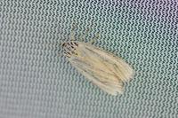Spiris striata