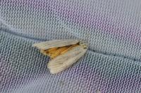 Spiris striata