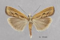 Agriphila inquinatella