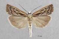 Pediasia fascelinella